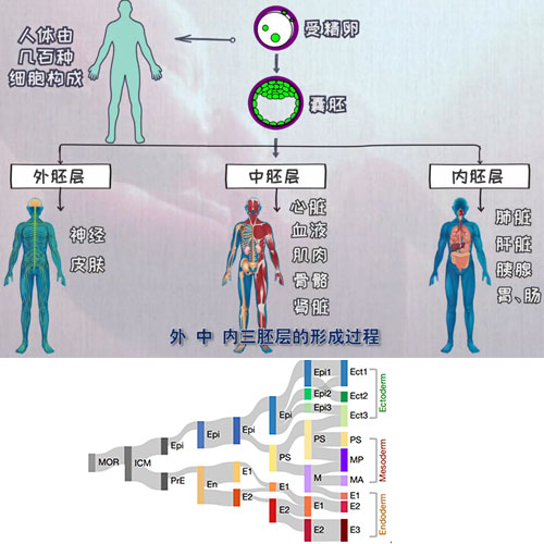 小鼠早期胚胎發(fā)育過程中全胚層譜系發(fā)生的時(shí)空轉(zhuǎn)錄組圖譜