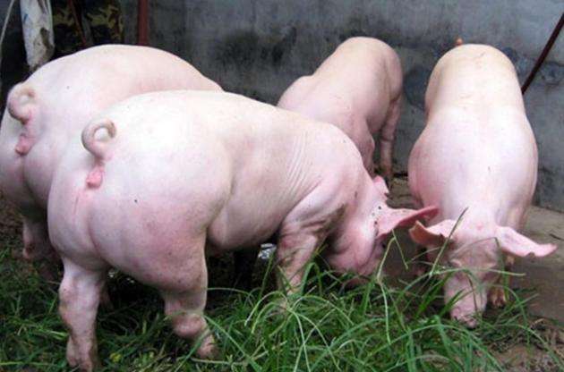 8月21日，國務(wù)院常務(wù)會議指出“地方要立即取消超出法律法規(guī)的生豬禁養(yǎng)、限養(yǎng)規(guī)定”