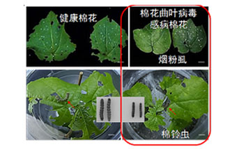 近日，微生物研究所發(fā)現雙生病毒調控植物免疫平衡實現全新生態(tài)功能