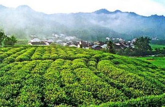 9月2日，財政部、稅務總局發(fā)布了關于繼續(xù)執(zhí)行邊銷茶增值稅政策的公告